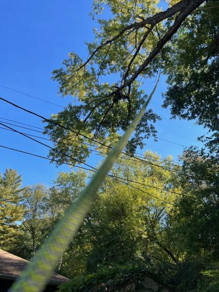 Spruce Tree Service Llc