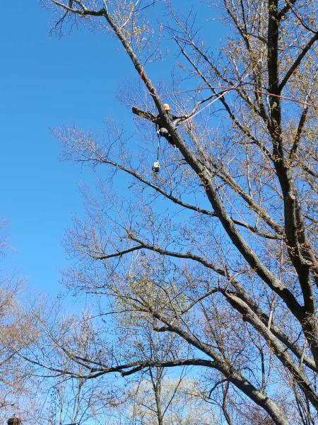 Spruce Tree Service Llc