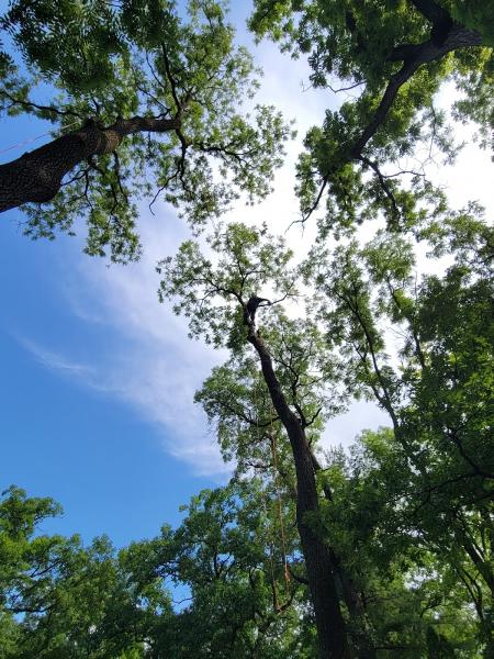 Spruce Tree Service Llc