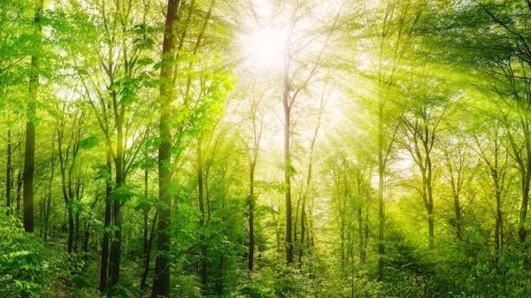 Tree Service Burleson
