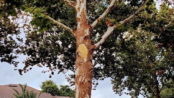 Hulk Tree Services and Stump Grinding