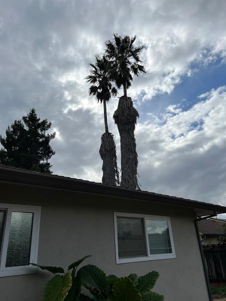 Edgar's Tree Removal Services