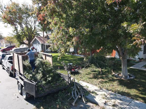 Edgar's Tree Removal Services