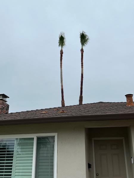 Edgar's Tree Removal Services