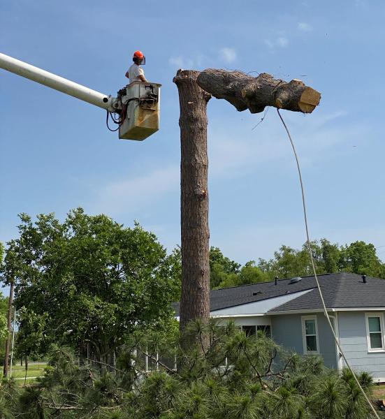 Rocky Lacour's Tree Service