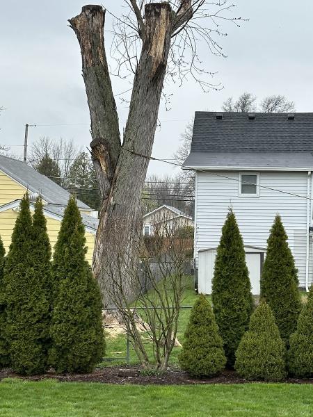Maibach Tree Service