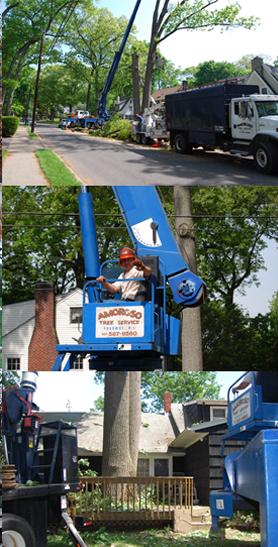 Amoroso Tree Service Inc