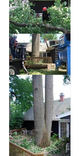 Amoroso Tree Service Inc