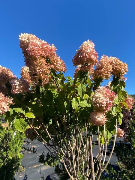 Coeur d'Alene Trees