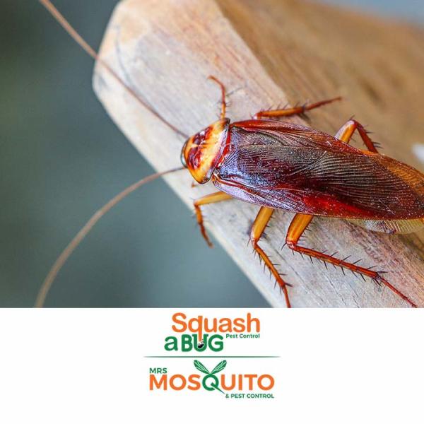 Squash A Bug