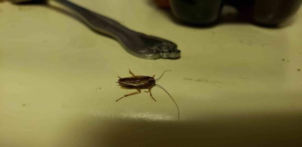 Nine One One Exterminators