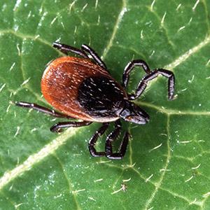 Mass Mosquito Control LLC