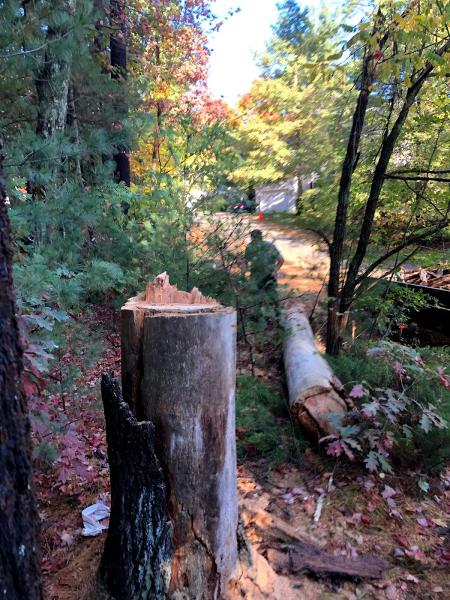Boston Tree and Stump