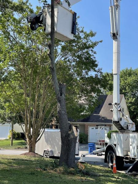 A Tree M.D. LLC