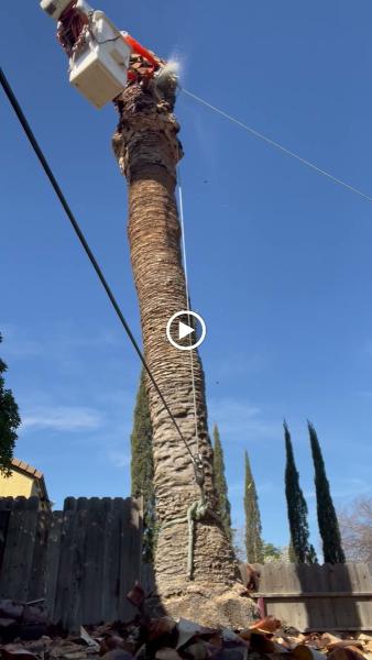 T.Q. Tree Management Inc