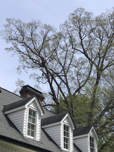 Forest Tree Care LLC