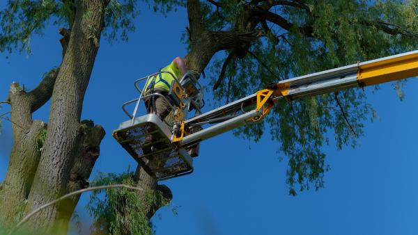 Jj's Excavating and Tree Services