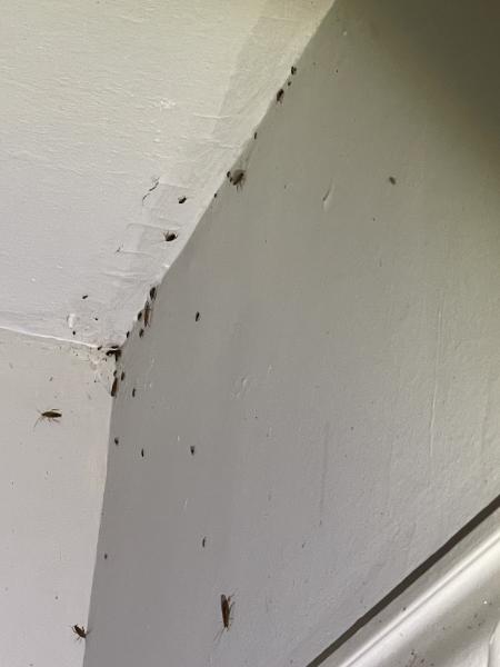Acme All Pest Exterminators