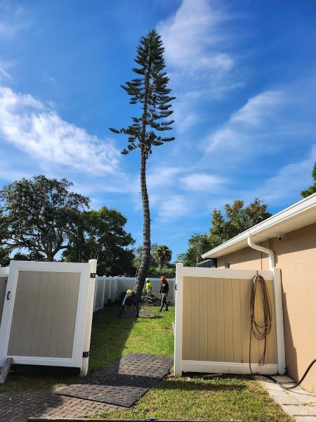 SB Tree Service: Tree Removal & Trimming