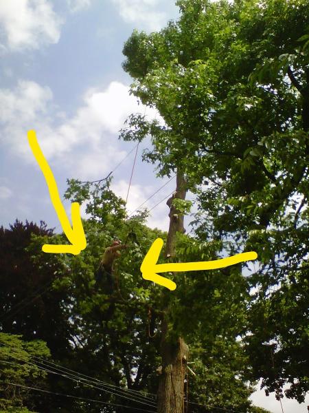 Long's Tree Service