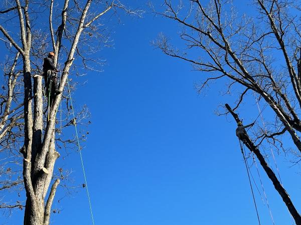 Long's Tree Service