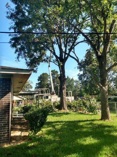 Doug's Treeworks