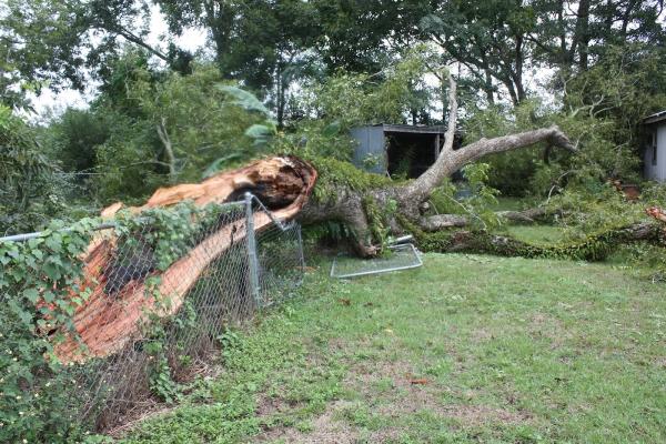 Doug's Treeworks