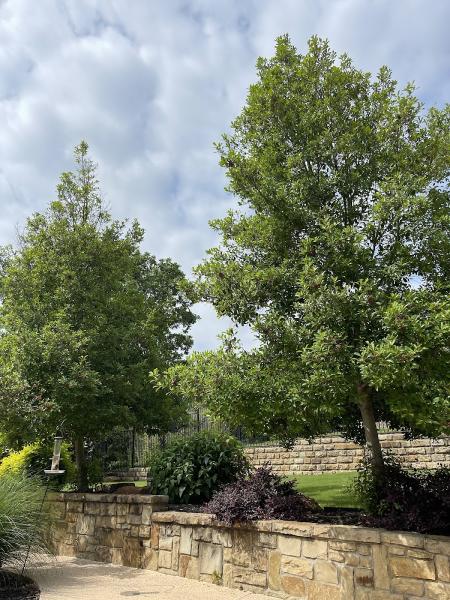 Texas Tree Doctor
