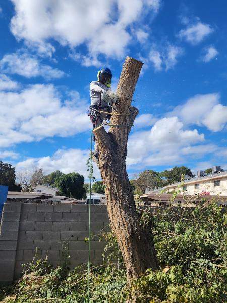 Julio Tree Care & Landscaping