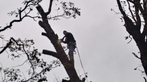 Denny Young Tree Service