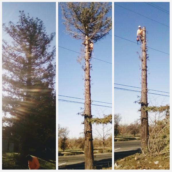 R.S Tree Services