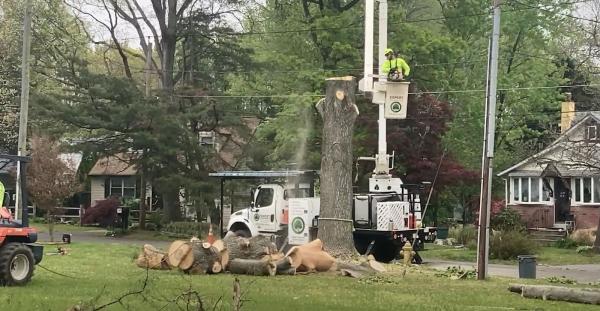 Expert Tree Service Inc
