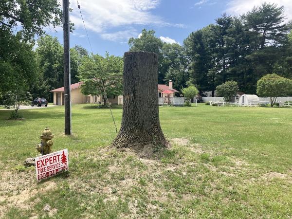 Expert Tree Service Inc