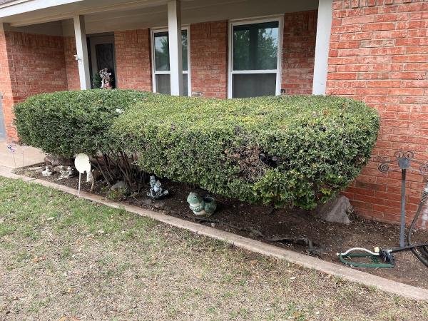 Jp's Shrubs