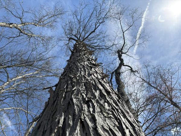 Minnechaug Tree and Landscape Inc