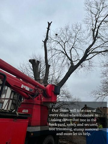 Angel Tree Removal Services