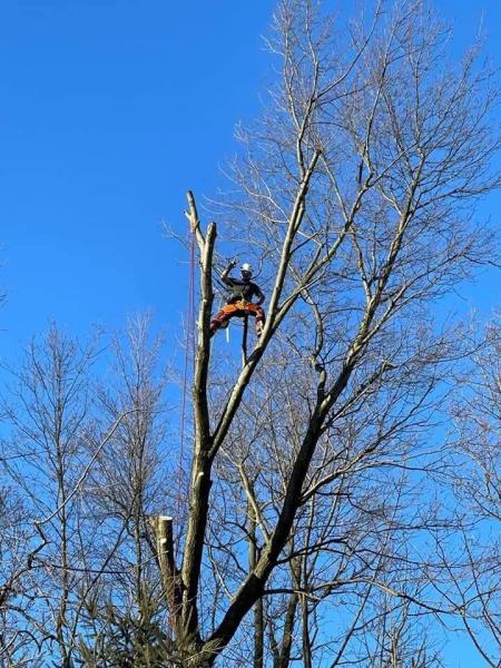 International Experts Tree Services