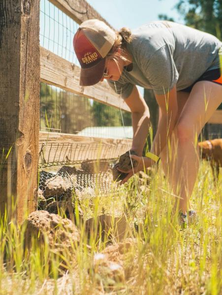 Mountain Bluebird Labor