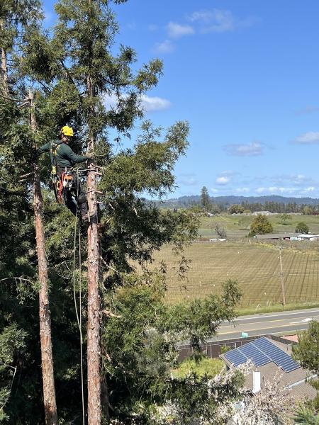 Sandborn Tree Service Inc