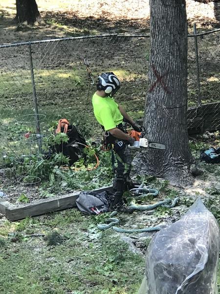 Arborene Tree Care
