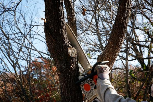 Arnoldo's Tree Service