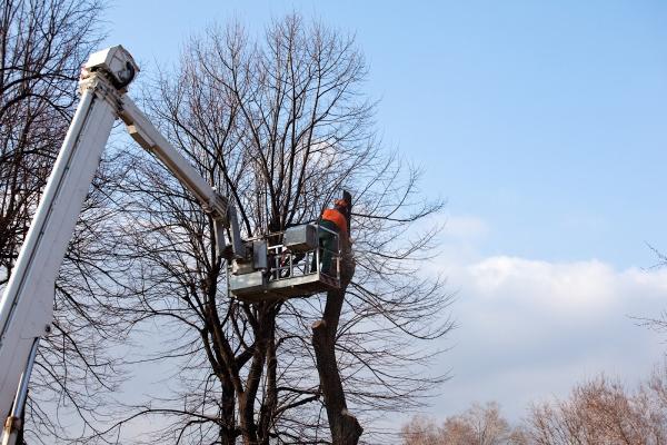 Arnoldo's Tree Service