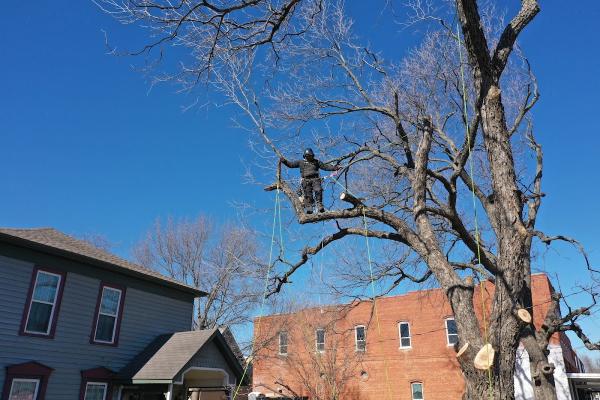 Clean Edge Tree Service & Removal