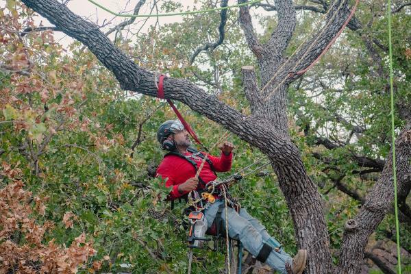 Clean Edge Tree Service & Removal