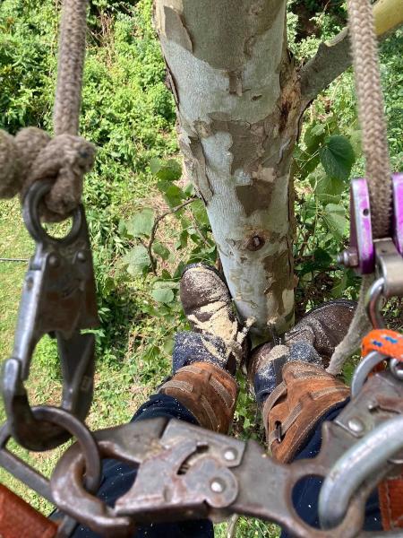 Mass Tree Service LLC