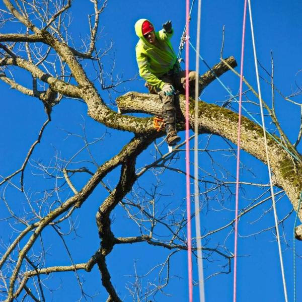Westside Tree Care