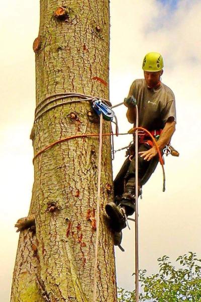 Westside Tree Care