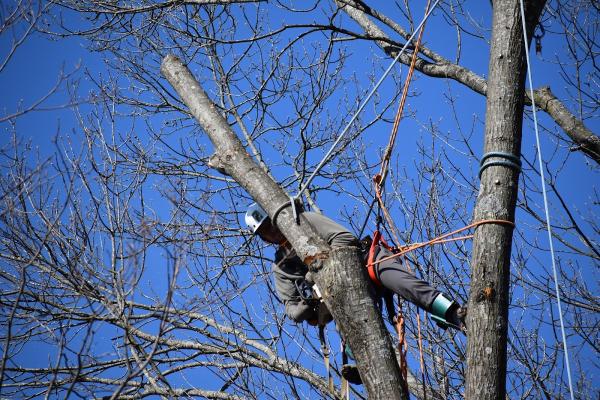 Braik's Tree Care