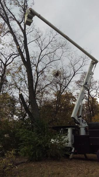 Braik's Tree Care