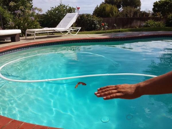 Pool Scrubs Swimming Pool Service